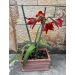 Zornica červená (Hippeastrum)