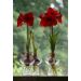 Zornica červená (Hippeastrum)