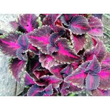 Koleus Blumeho (Coleus blumei) 1