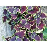 Koleus Blumeho (Coleus blumei) 2