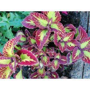 Koleus Blumeho (Coleus blumei) 5