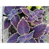 Koleus Blumeho (Coleus blumei) 6