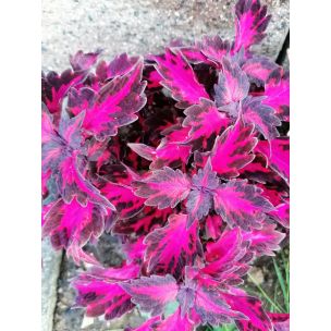 Koleus Blumeho (Coleus blumei) 8