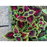 Koleus Blumeho (Coleus blumei) 9