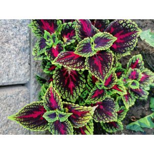 Koleus Blumeho (Coleus blumei) 9