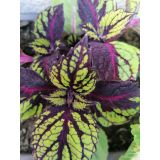 Koleus Blumeho (Coleus blumei) 14