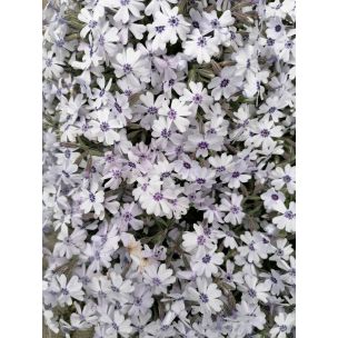 Phlox subulata- Mini flox šidlolistý biely