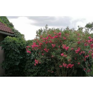 Oleander ružový