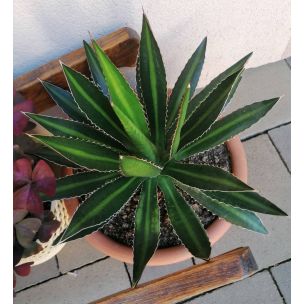 Agave, Lophantha 'Splendida'