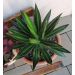 Agave, Lophantha 'Splendida'