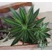 Agave, Lophantha 'Splendida'