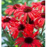 Echinacea hybridná ´RED SKIPPER´
