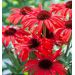 Echinacea hybridná ´RED SKIPPER´