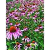 Echinacea purpurová (Echinacea purpurea)