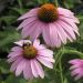 Echinacea purpurová (Echinacea purpurea)